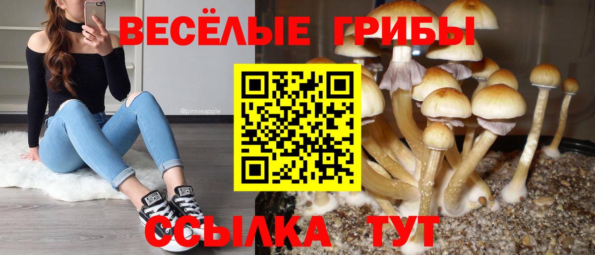 Галлюциногенные грибы Psilocybe Партизанск